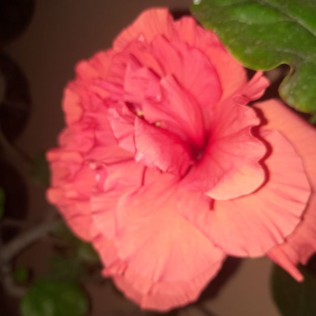 08.10.2022 - HIBISCUSI 2022-6