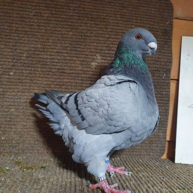 0-1 2022 Ro 10307 - Pui 2022