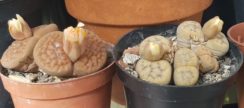  - Lithops 2022-2023