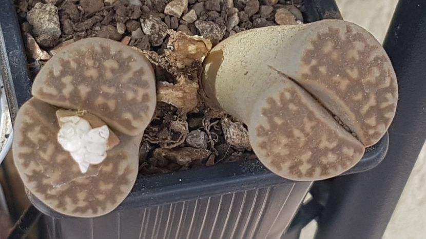 Lithops karasmontana cu floare alba - Lithops 2022-2023-2024