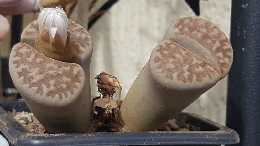  - Lithops 2022-2023-2024