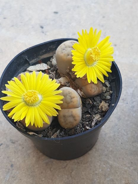  - Lithops 2022-2023