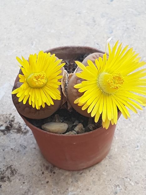  - Lithops 2022-2023-2024