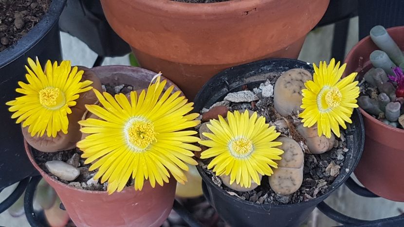 Azi am avut parte de soare! - Lithops 2022-2023