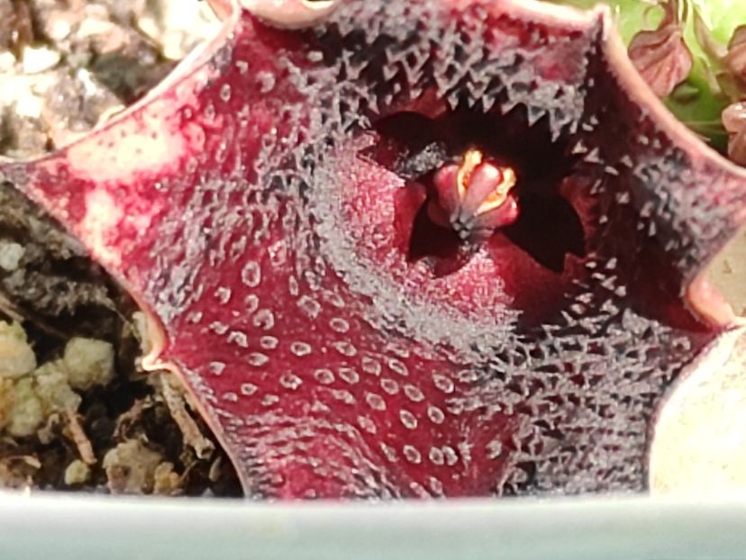  - Cactusi si suculente