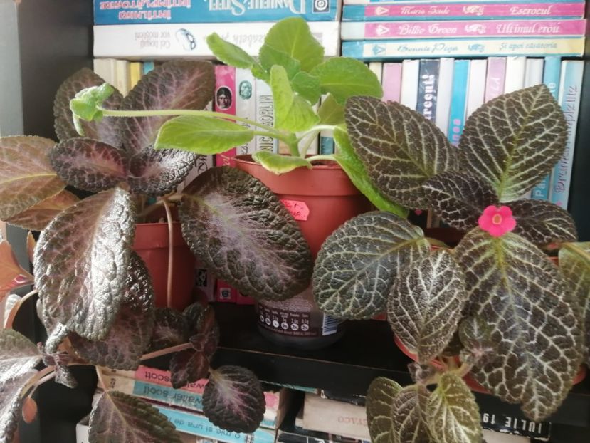  - EPISCIA