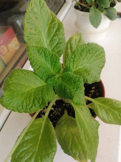  - EPISCIA