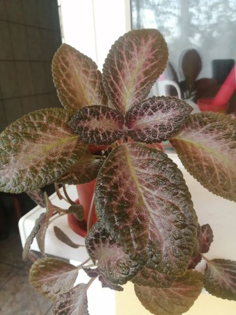  - EPISCIA