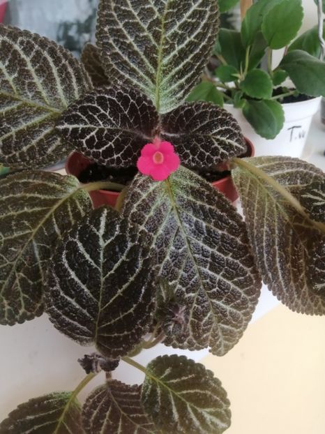  - EPISCIA
