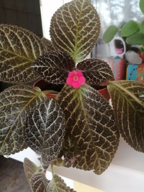  - EPISCIA