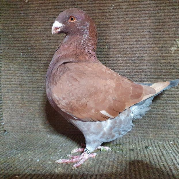 0-1 2022 Ro 10305 - Pui 2022