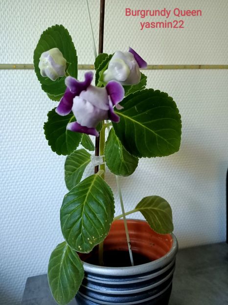 9.10.2022 - Gloxinia Burgundy Queen