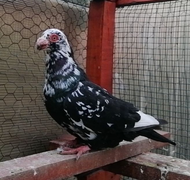 Pui 2022 - Carunculați 2022