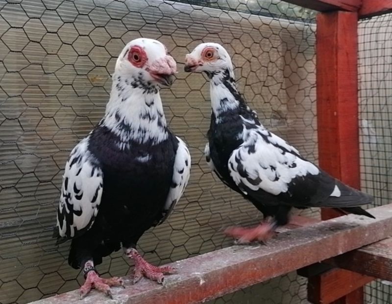 MF 2022 - Carunculați 2022