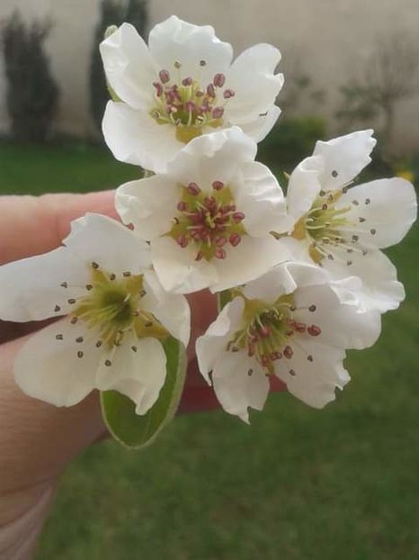 616515_440597126043940_432382289_o - photos