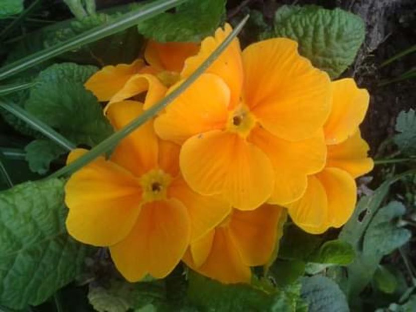 10003562_442245192545800_1806874100414540639_o - photos