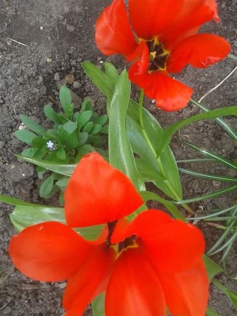 1941601_442245539212432_2281442995667475490_o - photos