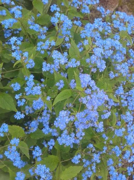 10010101_442245639212422_6257283014215650391_o - photos