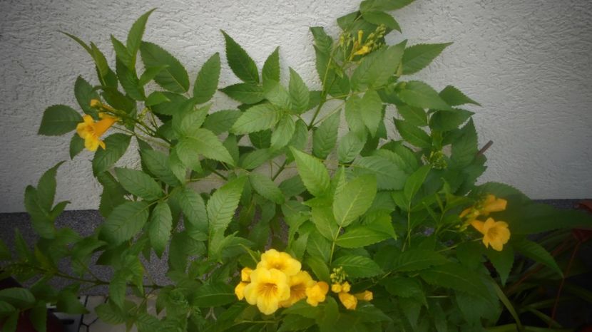 Tecoma stans a dormitat pana mai ieri... - 2022