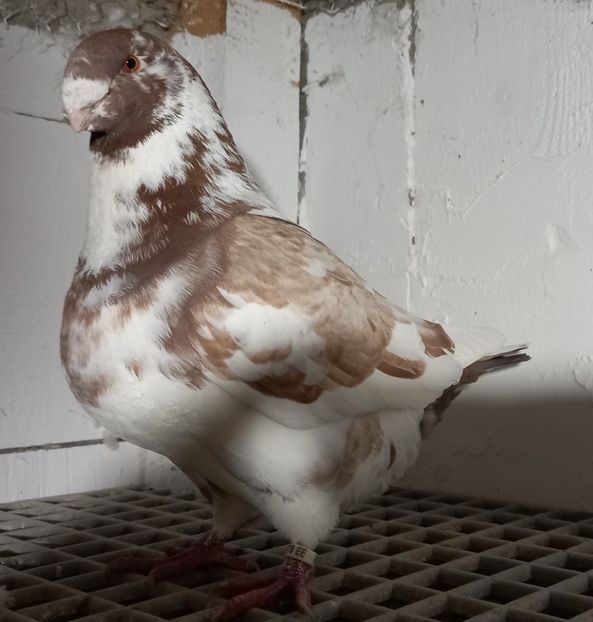 M2021 - Porumbei vânduți!