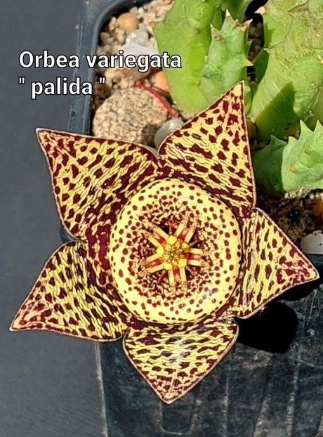  - Orbea variegata