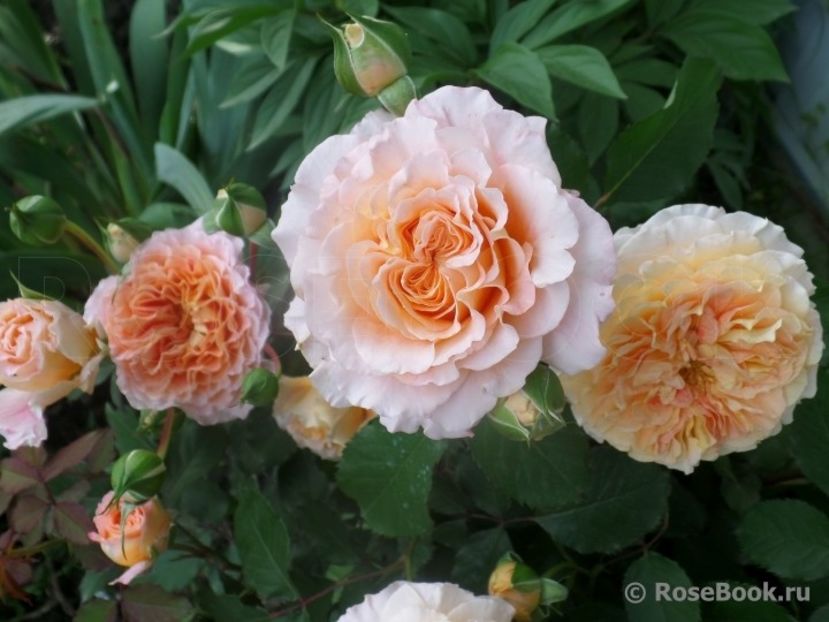 JEF ARTIST - DE VANZARE 2022