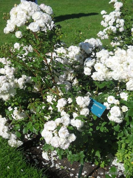 Midsummersnow - DE VANZARE 2022