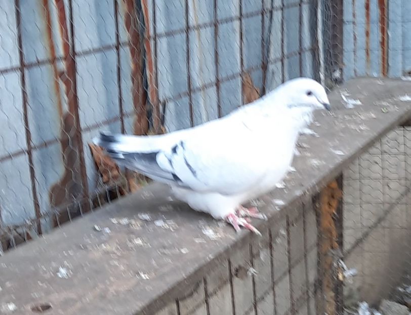 - Voliera