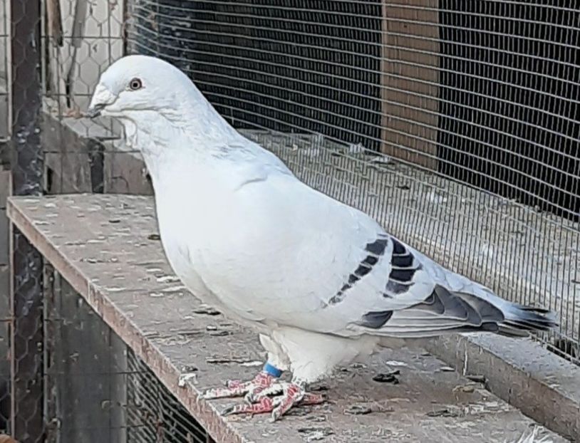  - Voliera