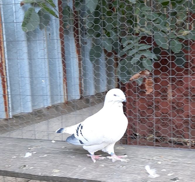  - Voliera