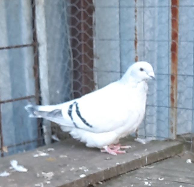  - Voliera