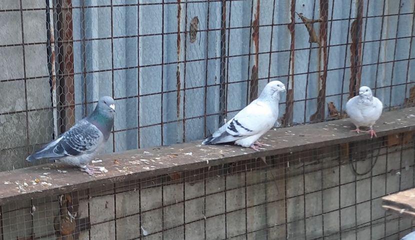  - Voliera