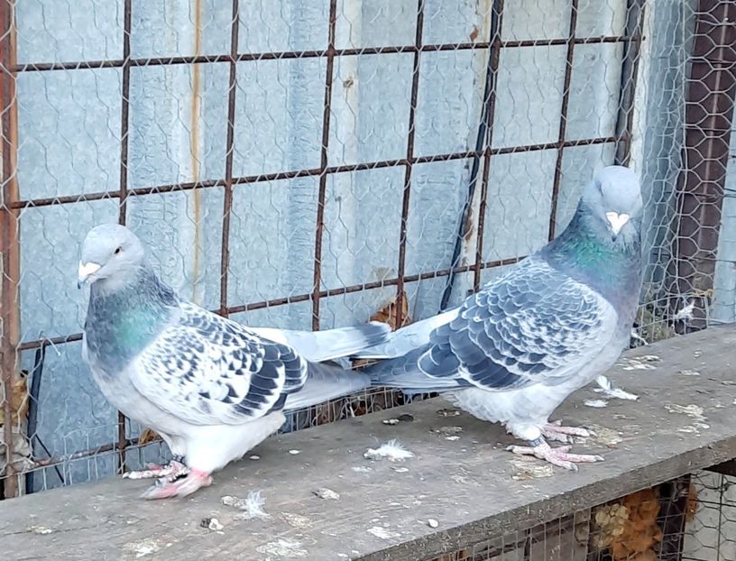 20221004_151605(0) - Voliera