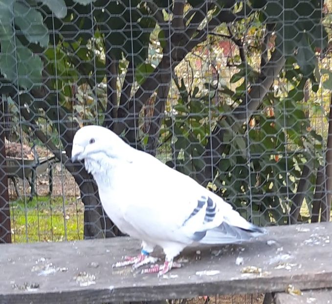  - Voliera