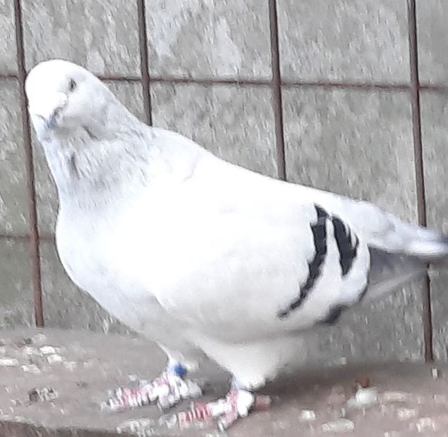  - Voliera