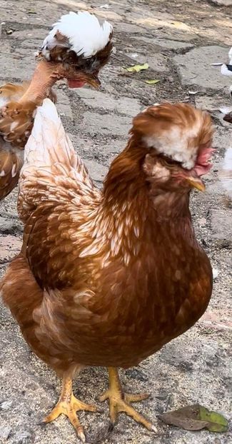 6C33AD40-8050-4D46-B92B-28B4B55A7C03 - puisori 2022