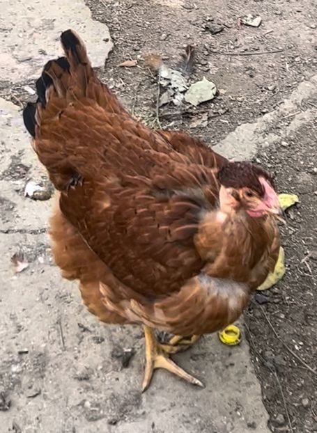 384E948F-DACD-4C85-A22D-6036A19C615C - puisori 2022