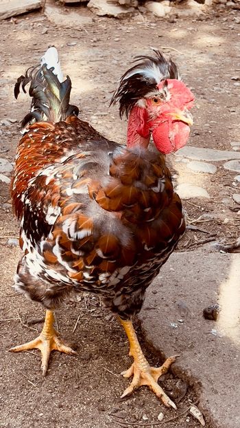 E8C60E8E-CA8A-449C-AB06-630362E0EFD2 - puisori 2022