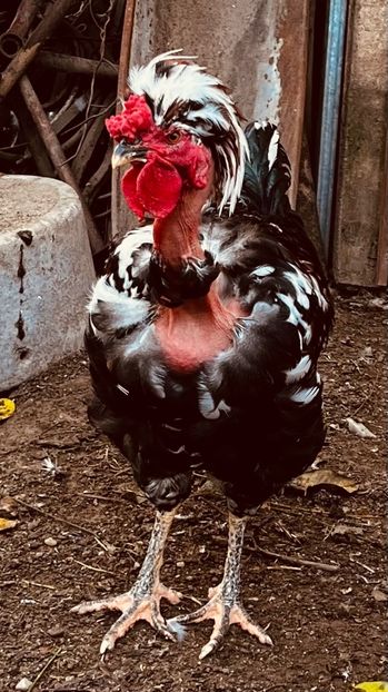 4785B8F9-FF68-43E4-8AA3-1308FDCAE6C7 - puisori 2022