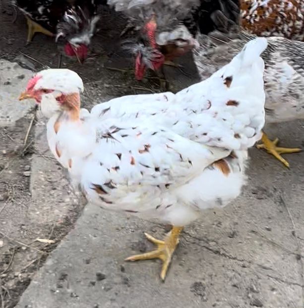 58A2F527-14FA-4745-9331-35ABD6EC25B6 - puisori 2022