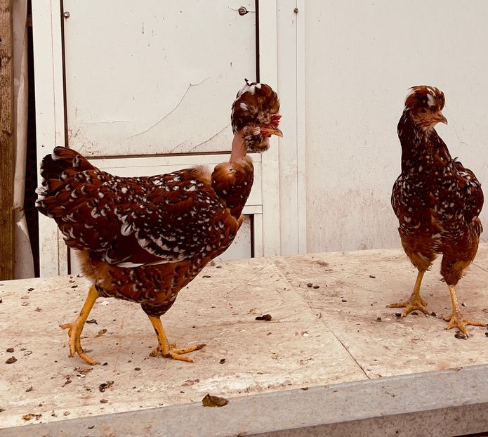 C5A41E7B-7725-4AF8-B535-6187E9B4995F - puisori 2022