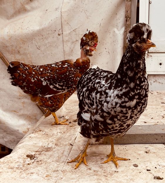 B96B6A46-A81F-4326-B0B9-CC9CF91A46BF - puisori 2022