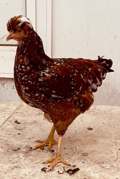 781A703F-24B6-4353-AE9A-3D963725F5A5 - puisori 2022