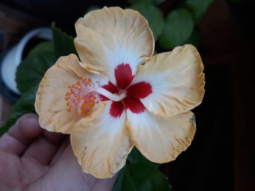  - Hibi Sylvia Goodman