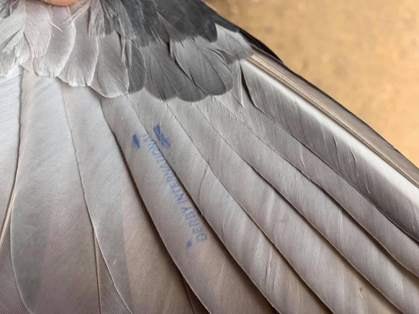 E1661DB2-2EE3-4015-882C-01A2215835CC - RO-2019-969303 M-Negru