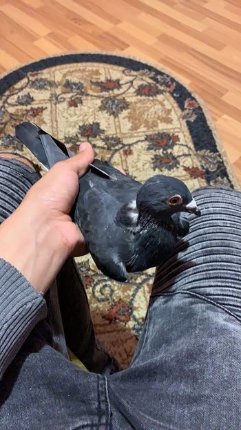 7E8AC3E2-5B50-44AF-9F10-BF2CD915FC69 - RO-2019-969303 M-Negru