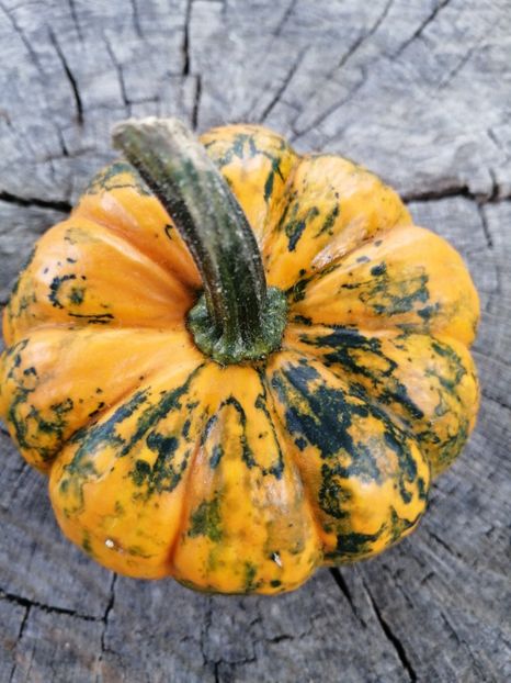  - SEMINTE DOVLECEL - D 189 JACK BE LITTLE PUMPKIN