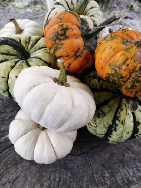  - SEMINTE DOVLECEL - D 189 JACK BE LITTLE PUMPKIN