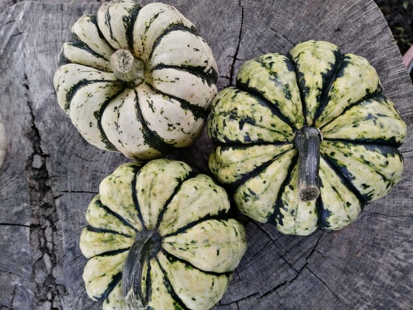  - SEMINTE DOVLECEL - D 190 SWEET DUMPLING SQUASH
