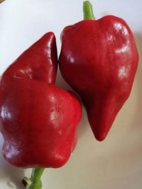  - SEMINTE ARDEI - A 45 LESJA